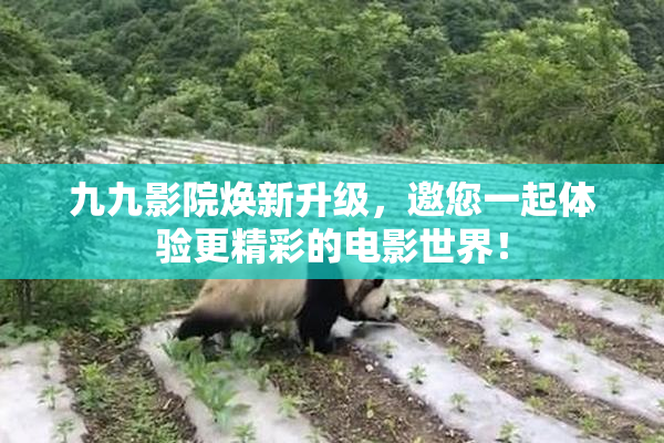 九九影院焕新升级，邀您一起体验更精彩的电影世界！