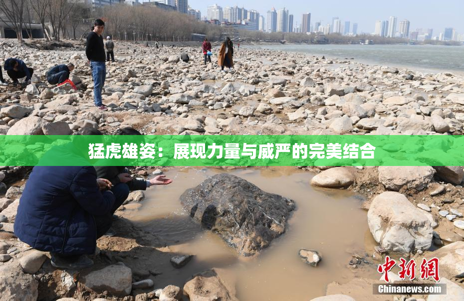 猛虎雄姿：展现力量与威严的完美结合