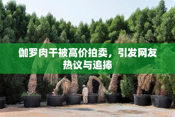 伽罗肉干被高价拍卖，引发网友热议与追捧