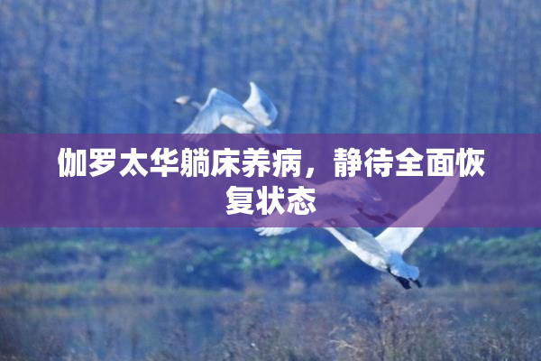 伽罗太华躺床养病，静待全面恢复状态
