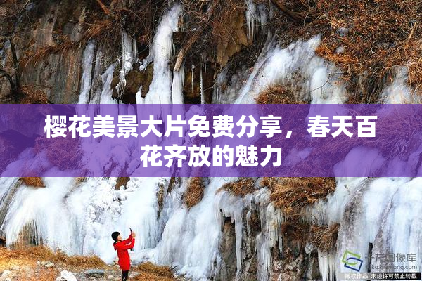 樱花美景大片免费分享，春天百花齐放的魅力