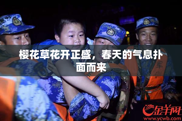 樱花草花开正盛，春天的气息扑面而来