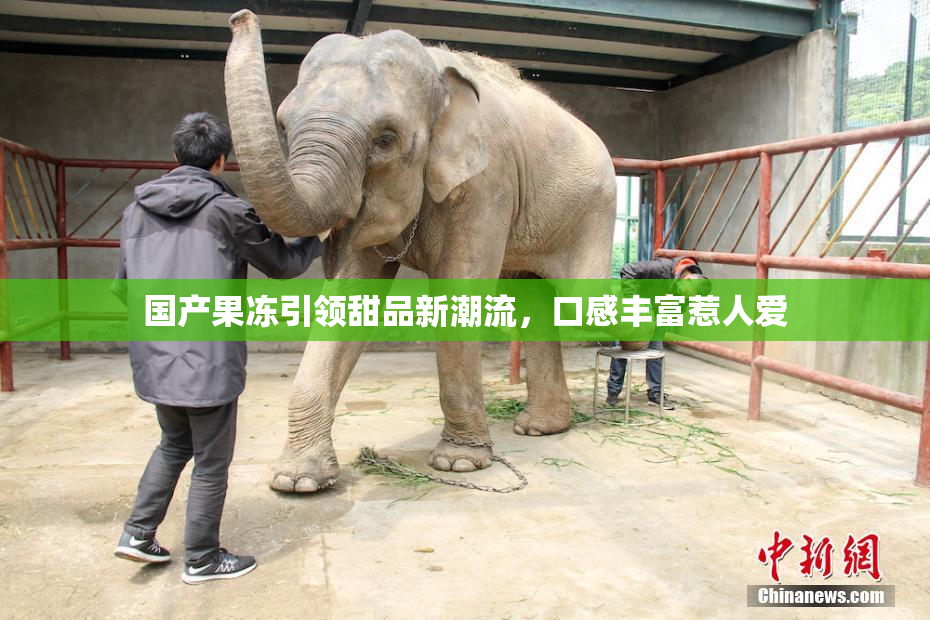 国产果冻引领甜品新潮流，口感丰富惹人爱