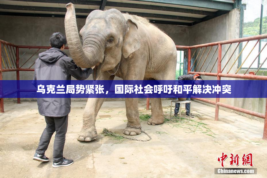 乌克兰局势紧张，国际社会呼吁和平解决冲突