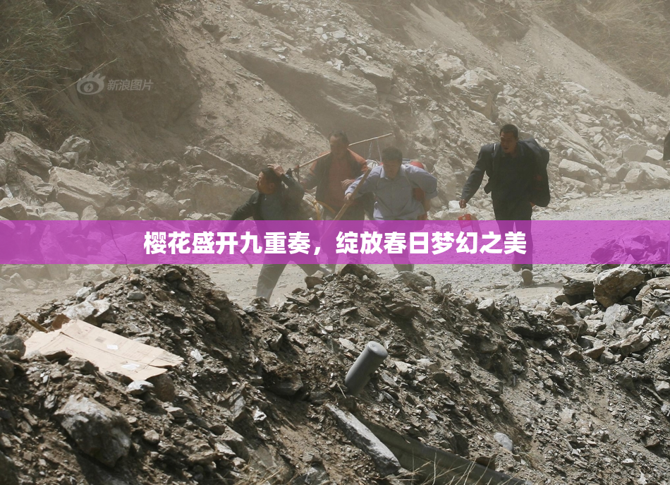 樱花盛开九重奏，绽放春日梦幻之美