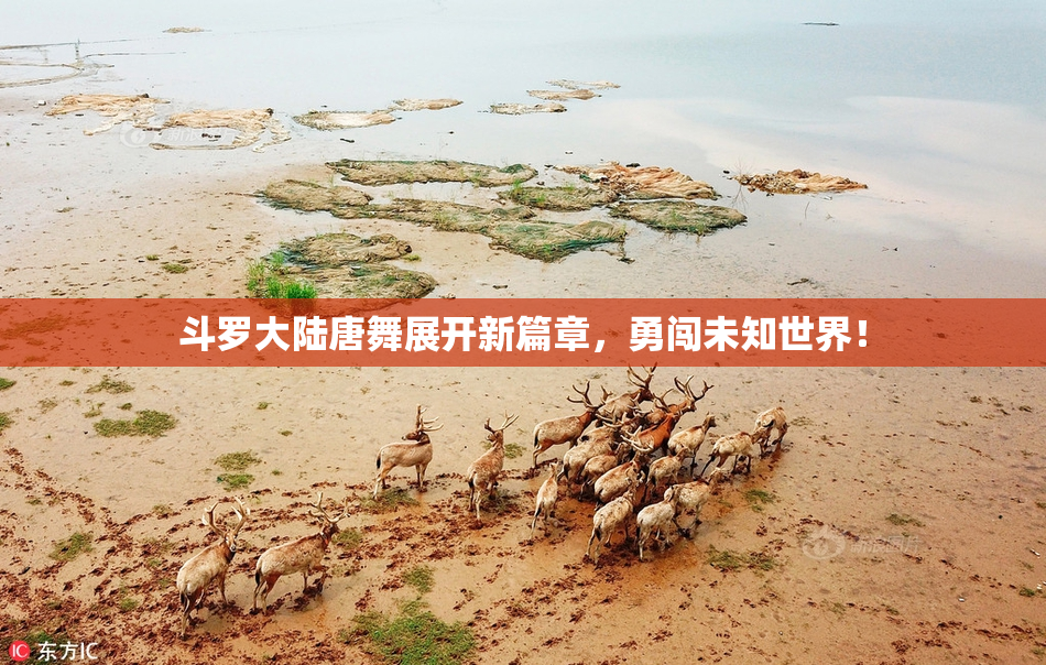 斗罗大陆唐舞展开新篇章，勇闯未知世界！