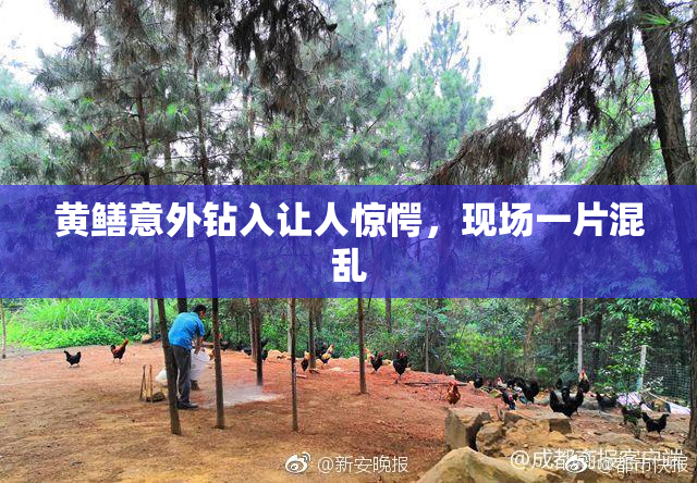 黄鳝意外钻入让人惊愕，现场一片混乱