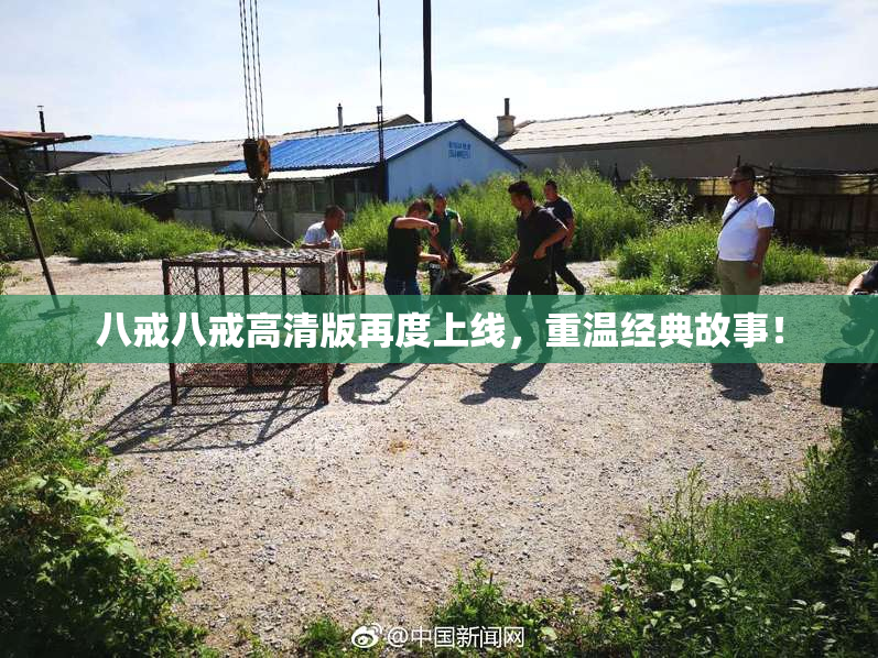 八戒八戒高清版再度上线，重温经典故事！