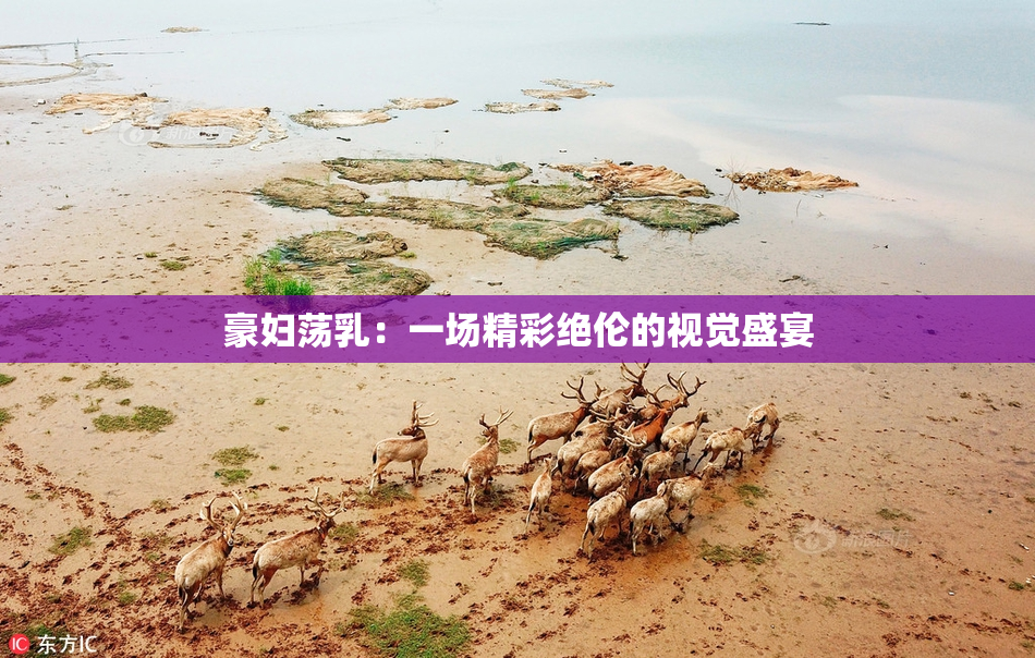豪妇荡乳：一场精彩绝伦的视觉盛宴