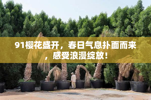 91樱花盛开，春日气息扑面而来，感受浪漫绽放！
