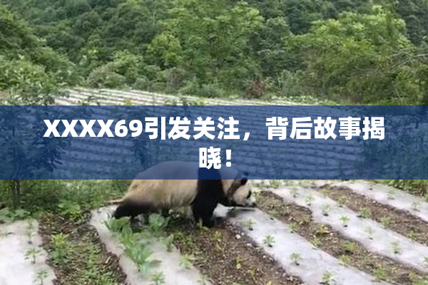 XXXX69引发关注，背后故事揭晓！