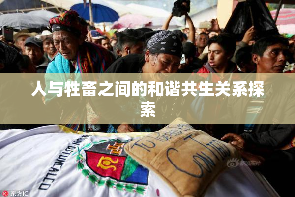 人与牲畜之间的和谐共生关系探索