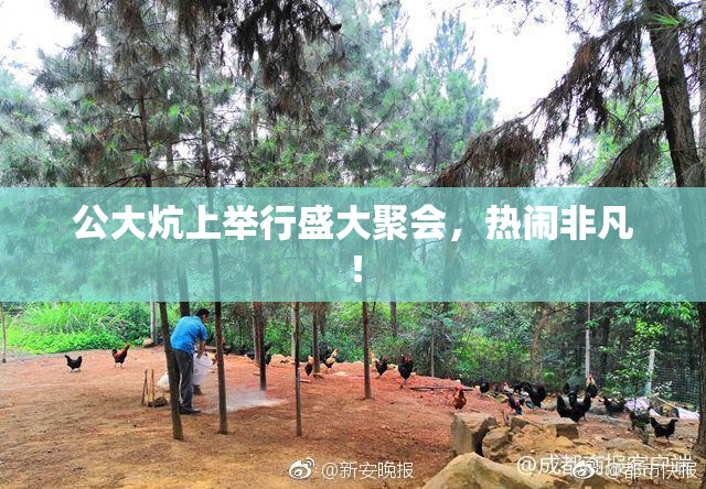 公大炕上举行盛大聚会，热闹非凡！