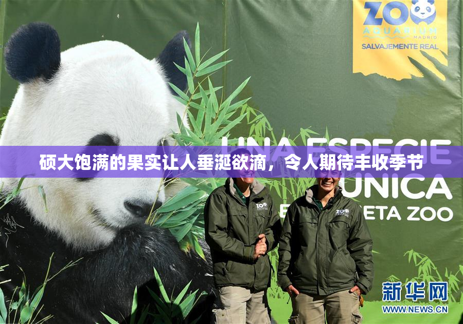 硕大饱满的果实让人垂涎欲滴，令人期待丰收季节
