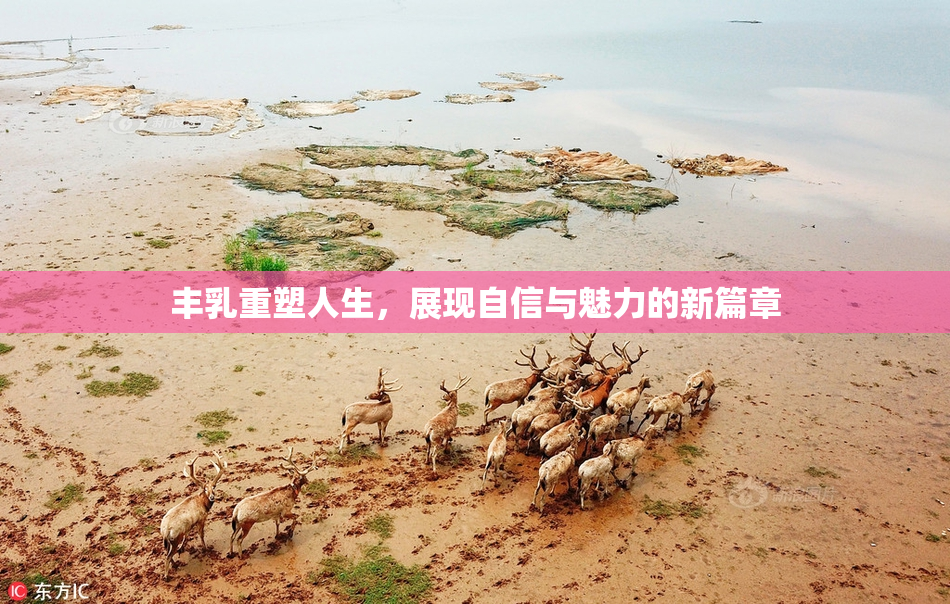 丰乳重塑人生，展现自信与魅力的新篇章