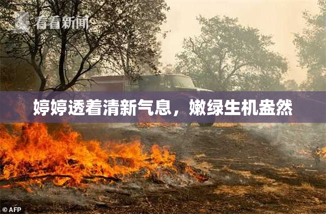 婷婷透着清新气息，嫩绿生机盎然