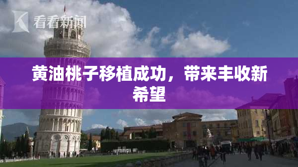 黄油桃子移植成功，带来丰收新希望
