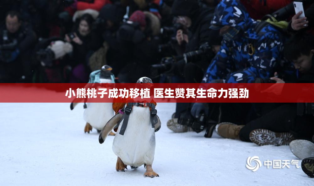 小熊桃子成功移植 医生赞其生命力强劲