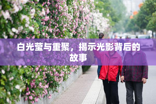 白光莹与重聚，揭示光影背后的故事