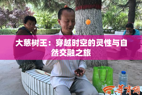 大慈树王：穿越时空的灵性与自然交融之旅