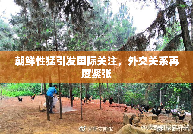 朝鲜性猛引发国际关注，外交关系再度紧张