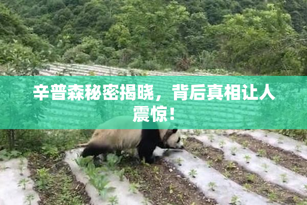 辛普森秘密揭晓，背后真相让人震惊！