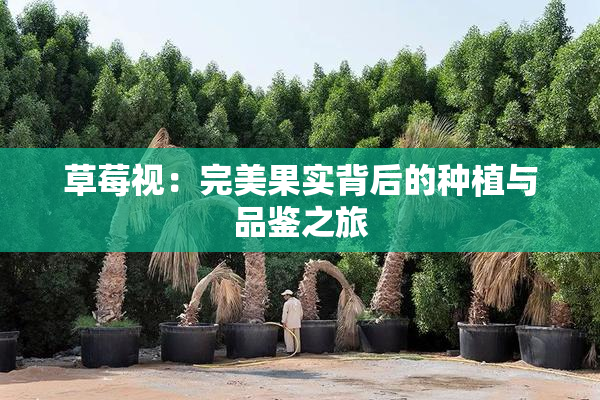 草莓视：完美果实背后的种植与品鉴之旅