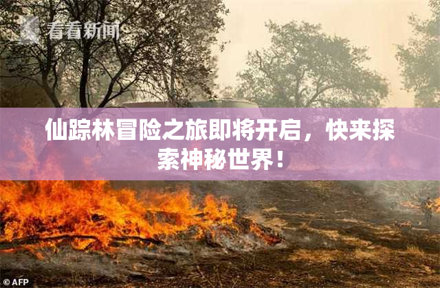 仙踪林冒险之旅即将开启，快来探索神秘世界！