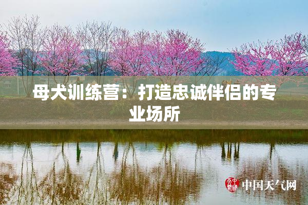 母犬训练营：打造忠诚伴侣的专业场所