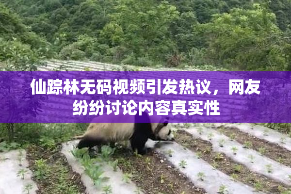 仙踪林无码视频引发热议，网友纷纷讨论内容真实性