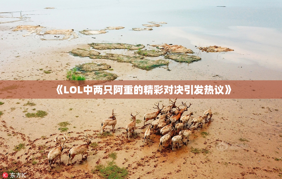 《LOL中两只阿重的精彩对决引发热议》