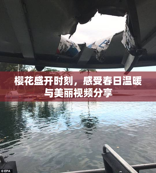 樱花盛开时刻，感受春日温暖与美丽视频分享