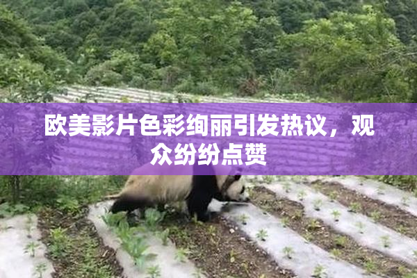 欧美影片色彩绚丽引发热议，观众纷纷点赞
