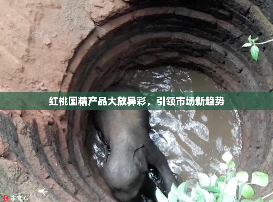 红桃国精产品大放异彩，引领市场新趋势