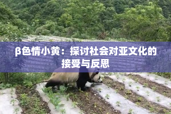 β色情小黄：探讨社会对亚文化的接受与反思