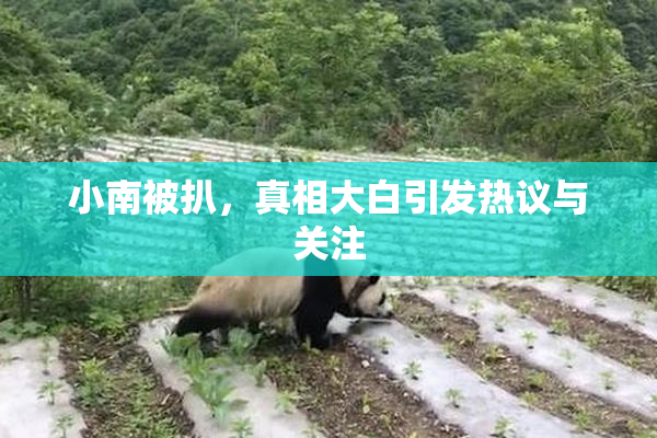 小南被扒，真相大白引发热议与关注