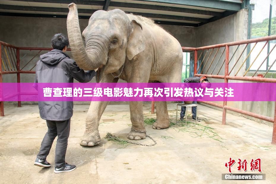 曹查理的三级电影魅力再次引发热议与关注