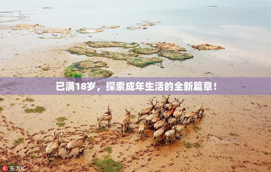 已满18岁，探索成年生活的全新篇章！