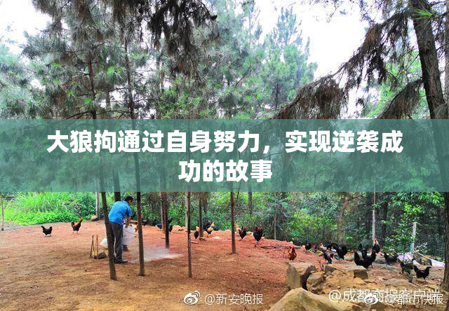 大狼拘通过自身努力，实现逆袭成功的故事