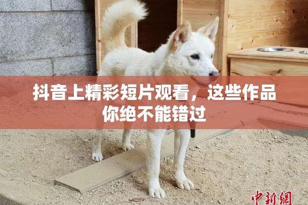 抖音上精彩短片观看，这些作品你绝不能错过