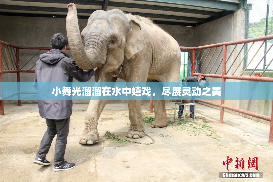 小舞光溜溜在水中嬉戏，尽展灵动之美