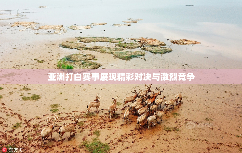亚洲打白赛事展现精彩对决与激烈竞争