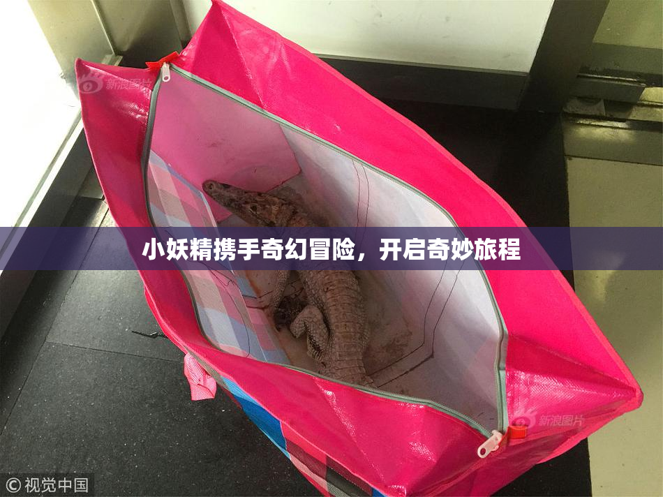 小妖精携手奇幻冒险，开启奇妙旅程