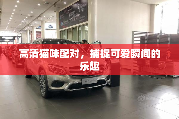 高清猫咪配对，捕捉可爱瞬间的乐趣