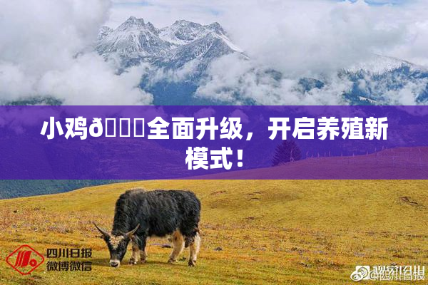 小鸡🐔全面升级，开启养殖新模式！