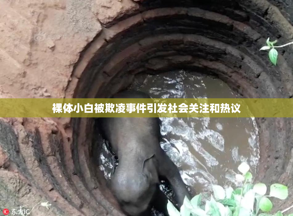 裸体小白被欺凌事件引发社会关注和热议