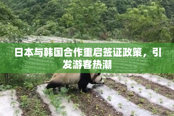 日本与韩国合作重启签证政策，引发游客热潮
