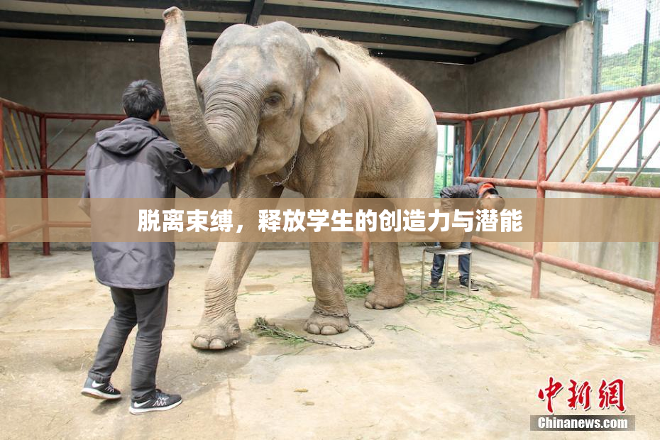 脱离束缚，释放学生的创造力与潜能