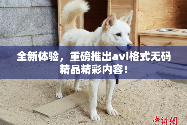 全新体验，重磅推出avi格式无码精品精彩内容！