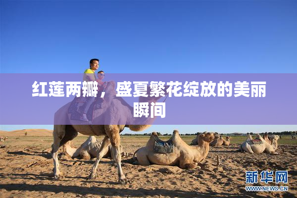 红莲两瓣，盛夏繁花绽放的美丽瞬间